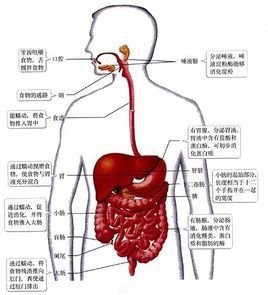 消化道包括口腔,咽,食道,胃,小肠(十二指肠,空肠,回肠)和大肠(盲肠