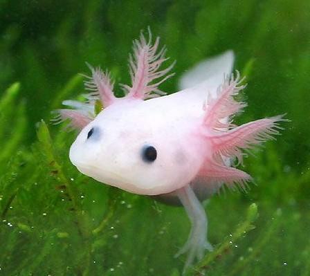 六角蝾螈水深养会不会憋死