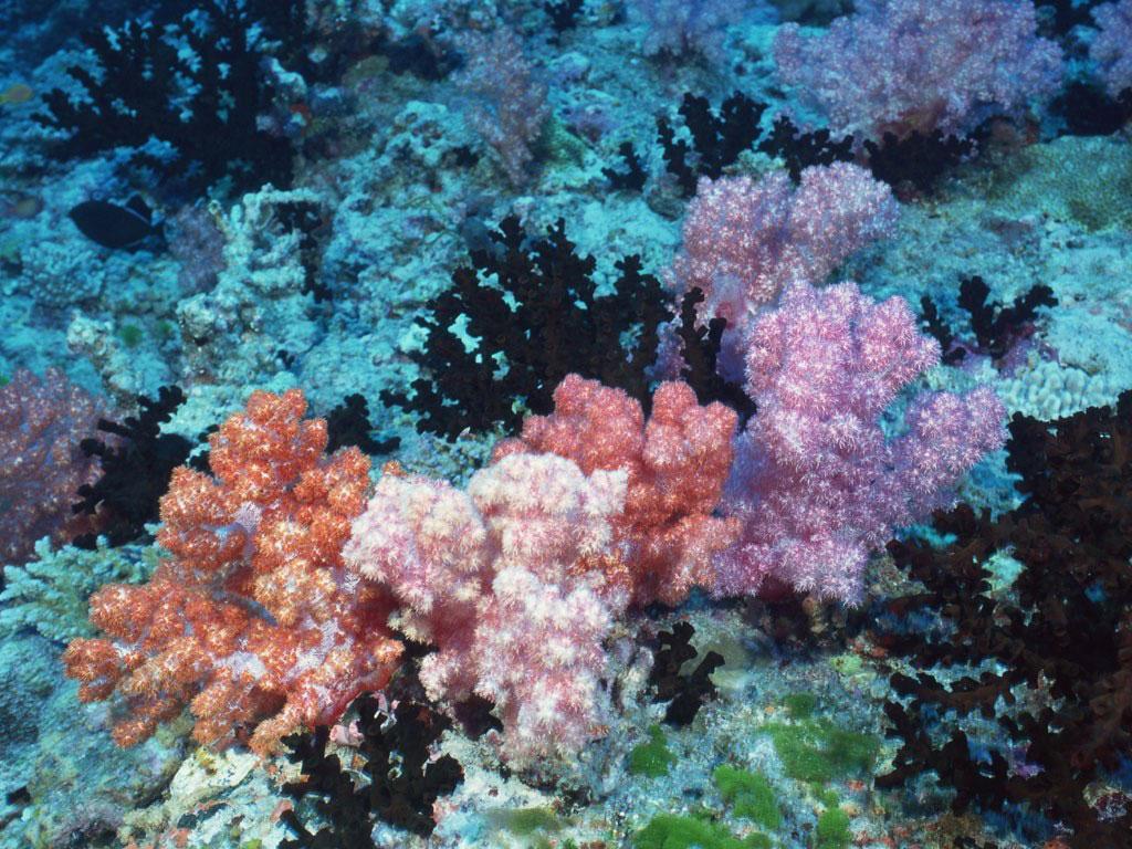 红色珊瑚摄影图__海洋生物_生物世界_摄影图库_昵图网nipic.com