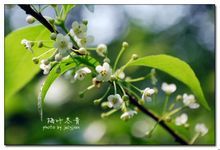 先端渐尖成尾状,具细锯齿状图片