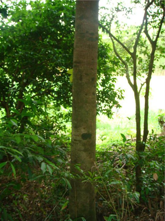 【商品名】 进口沉香:又名全沉香,为植物沉香的含有黑色树脂的木材.